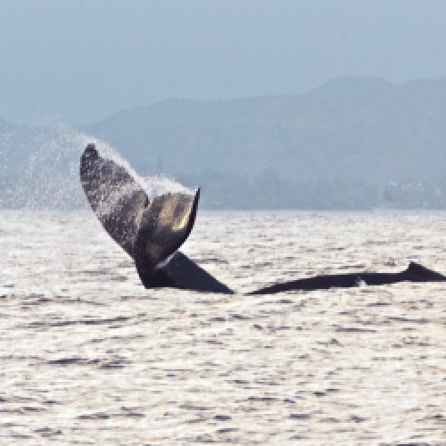 Humpback Whale National Marine Sanctuary, Maui